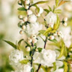 Meet your Posher, Marcilina